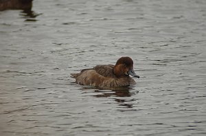 Duck, Redhead, 2010-01318346 St. Petersburg, FL